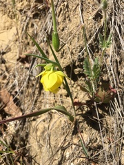 Calochortus pulchellus