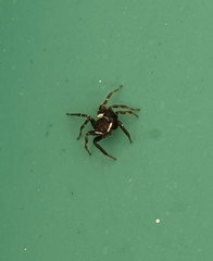 Hasarius adansoni