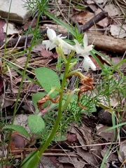 Orchis laeta image