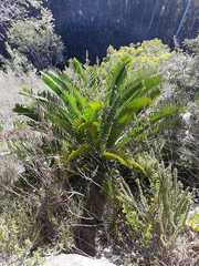 Encephalartos longifolius