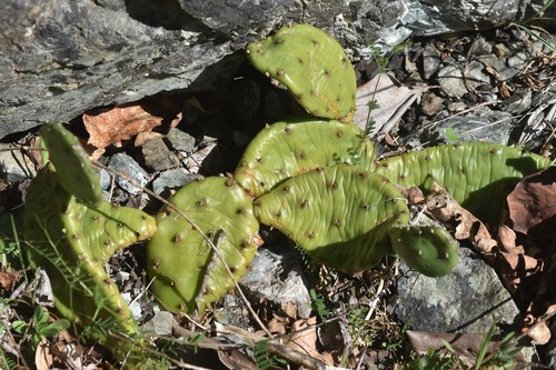 Opuntia humifusa