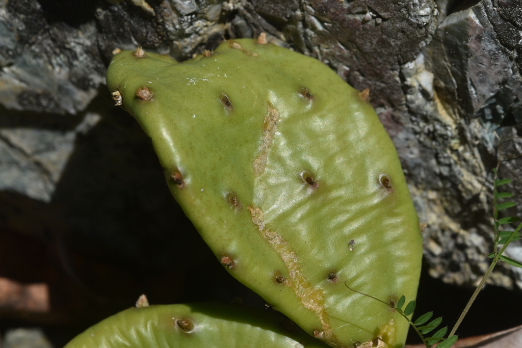Opuntia humifusa, Nanoose Bay, BC, Canada