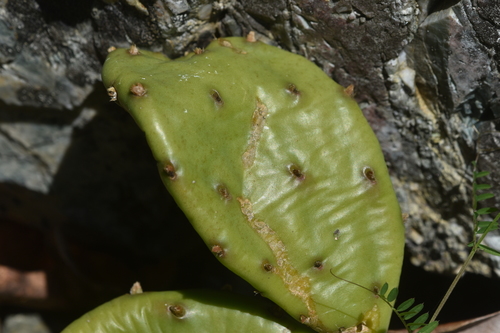 Opuntia humifusa
