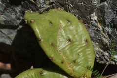 Opuntia humifusa