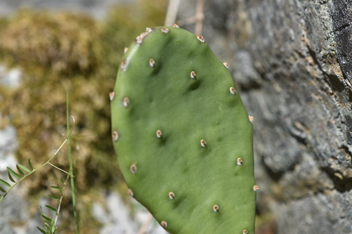 Opuntia humifusa