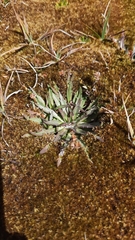 Plantago barbata barbata