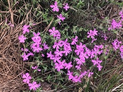 Phlox pilosa