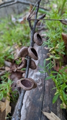 Urnula
