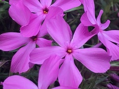 Phlox pilosa
