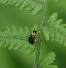 Paratriarius curtisii