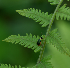 Paratriarius curtisii