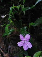 Ruellia yurimaguensis