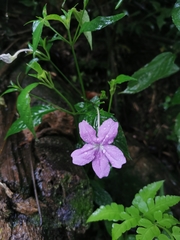 Ruellia yurimaguensis