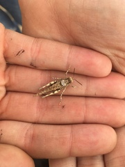 Derotmema laticinctum