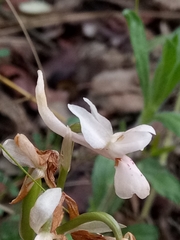 Orchis laeta image