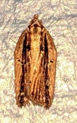 Acleris variana