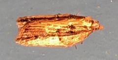 Acleris variana