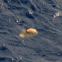 Nautilus pompilius