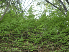 Gymnocarpium jessoense