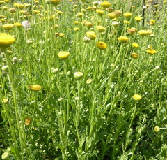 Nidorella podocephala