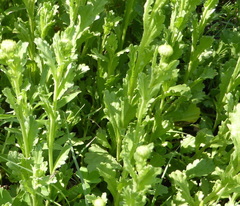 Nidorella podocephala