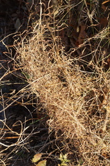 Microstegium vimineum