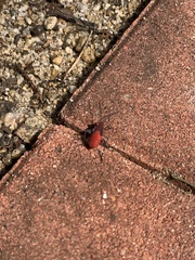 Leptocoris vicinus