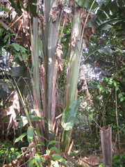 Phenakospermum guyannense