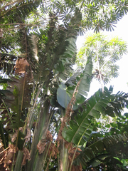 Phenakospermum guyannense