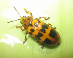 Nympharescus separatus