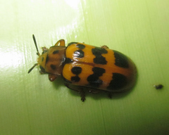 Nympharescus separatus