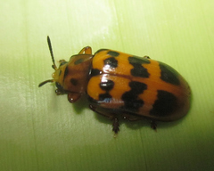 Nympharescus separatus