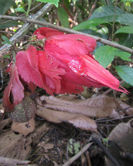 Passiflora involucrata