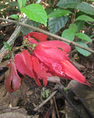 Passiflora involucrata