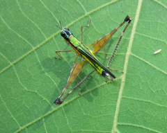 Eumastax