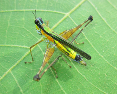 Eumastax