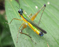 Eumastax
