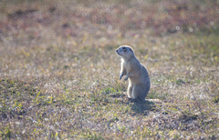 Spermophilus erythrogenys