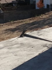 Ctenosaura pectinata