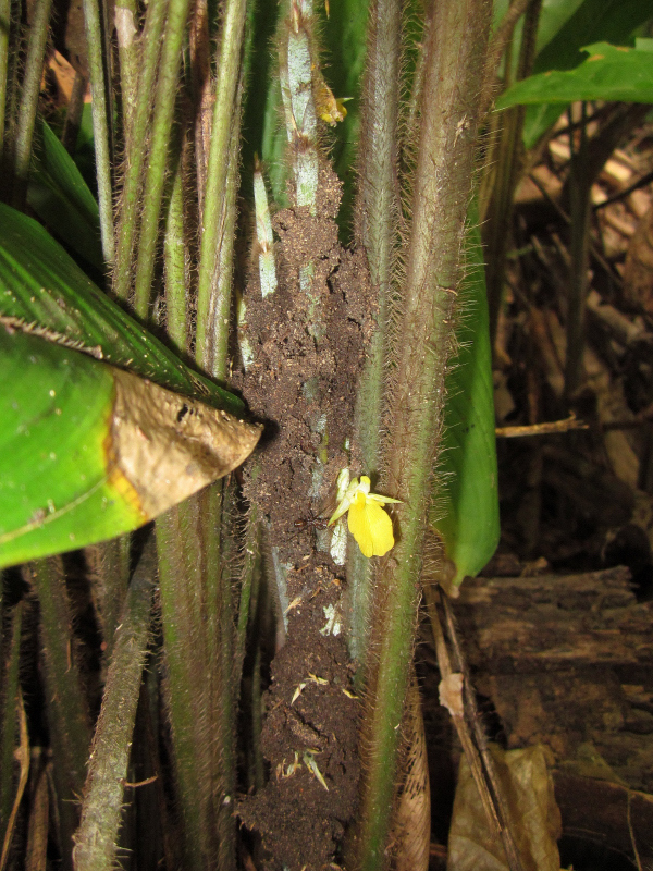 Ischnosiphon hirsutus