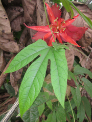 Passiflora involucrata