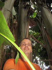 Phenakospermum guyannense