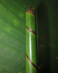 Phenakospermum guyannense