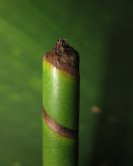 Phenakospermum guyannense