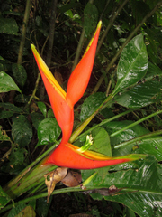 Heliconia stricta