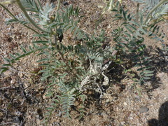 Astragalus oxyphysus