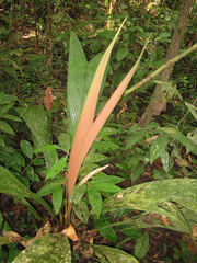 Geonoma cuneata