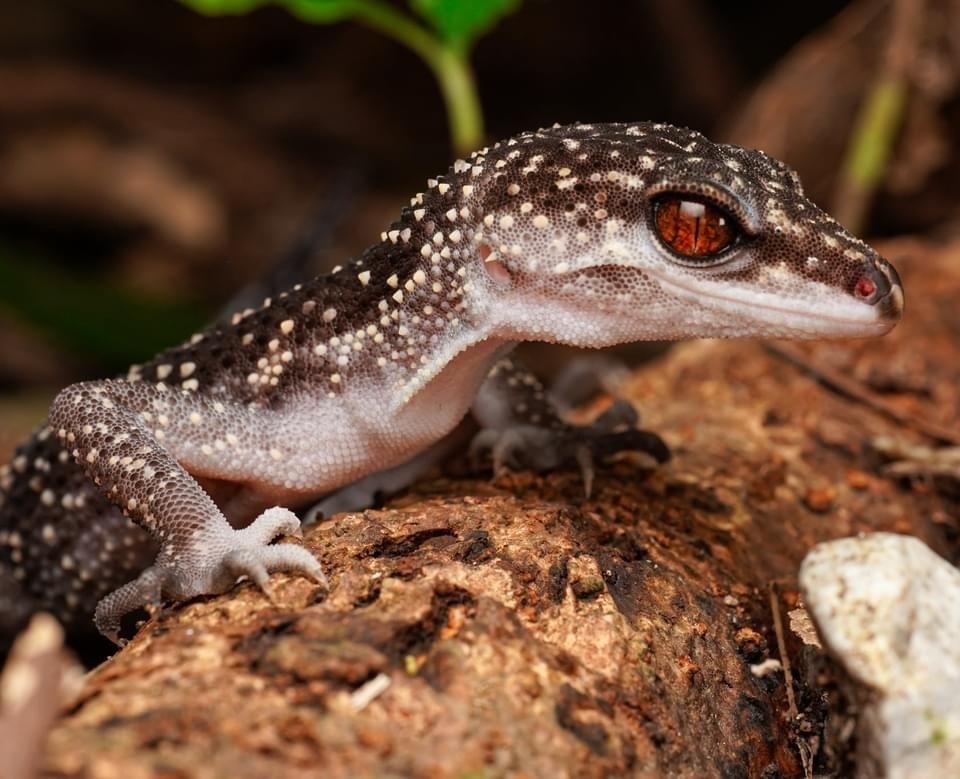 Kuroiwa's Ground Gecko