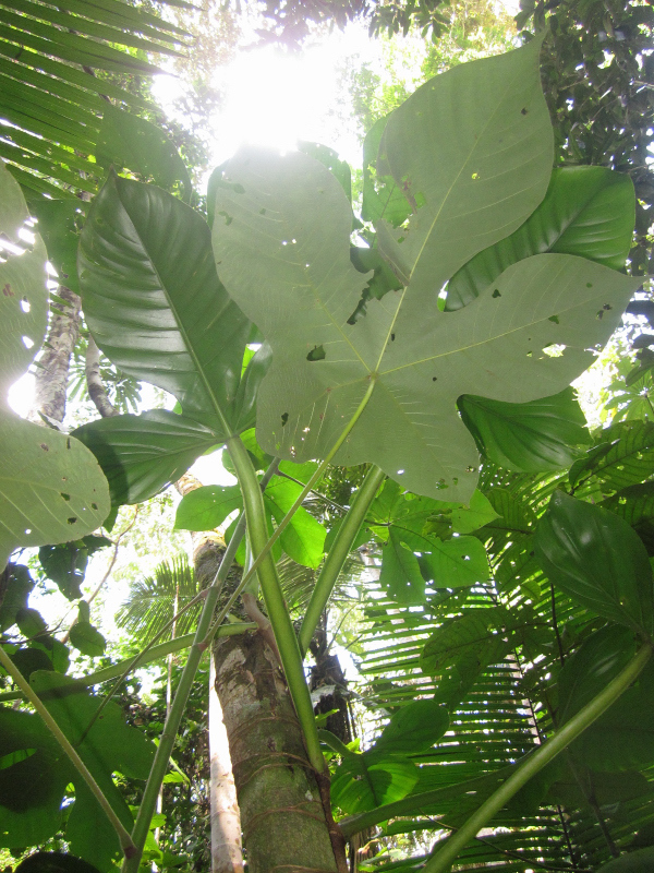 philodendron squamiferum kaufen Live Philodendron Squamiferum