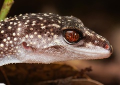 Goniurosaurus kuroiwae